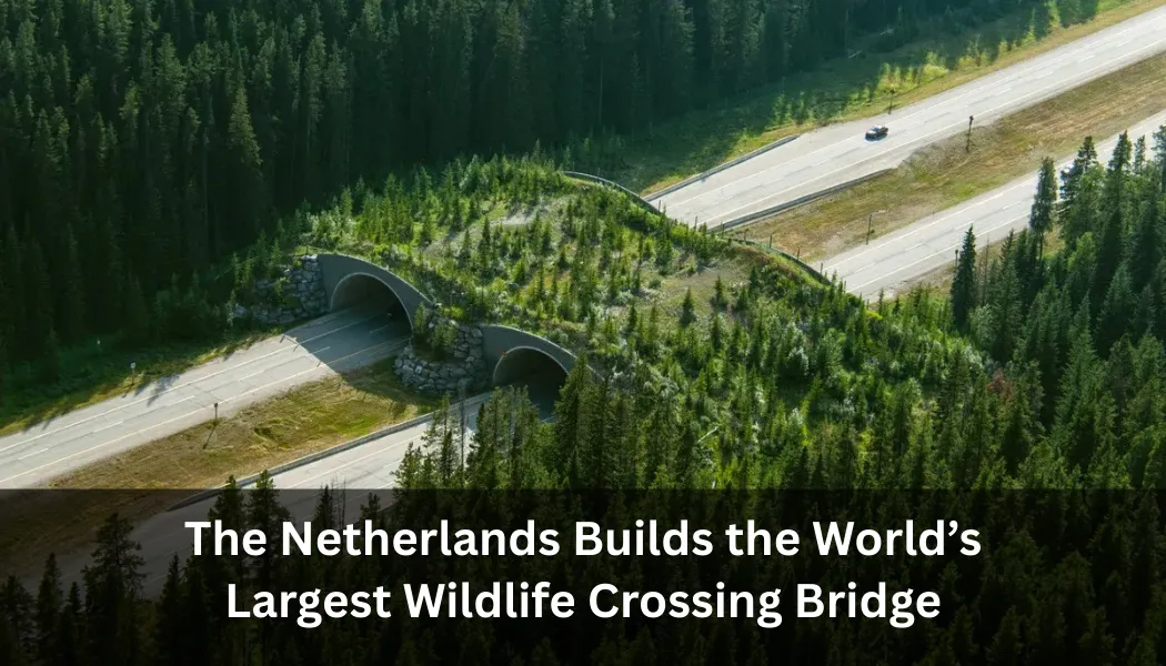 The Netherlands Builds the World’s Largest Wildlife Crossing Bridge