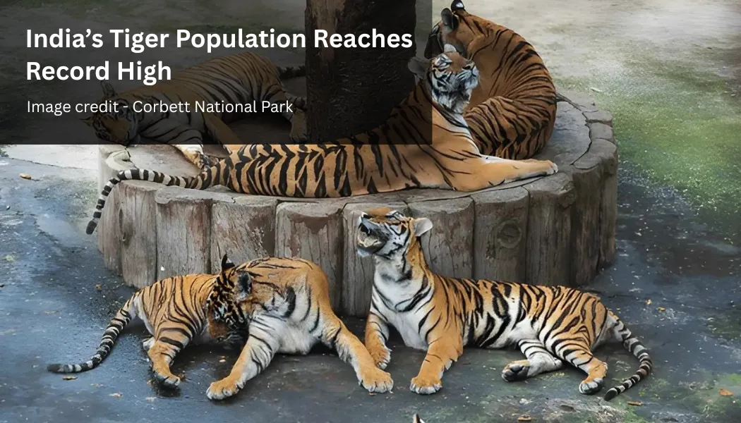 India’s Tiger Population Reaches Record High